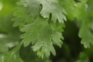 Photo of Wet cilantro leaves as background, macro view