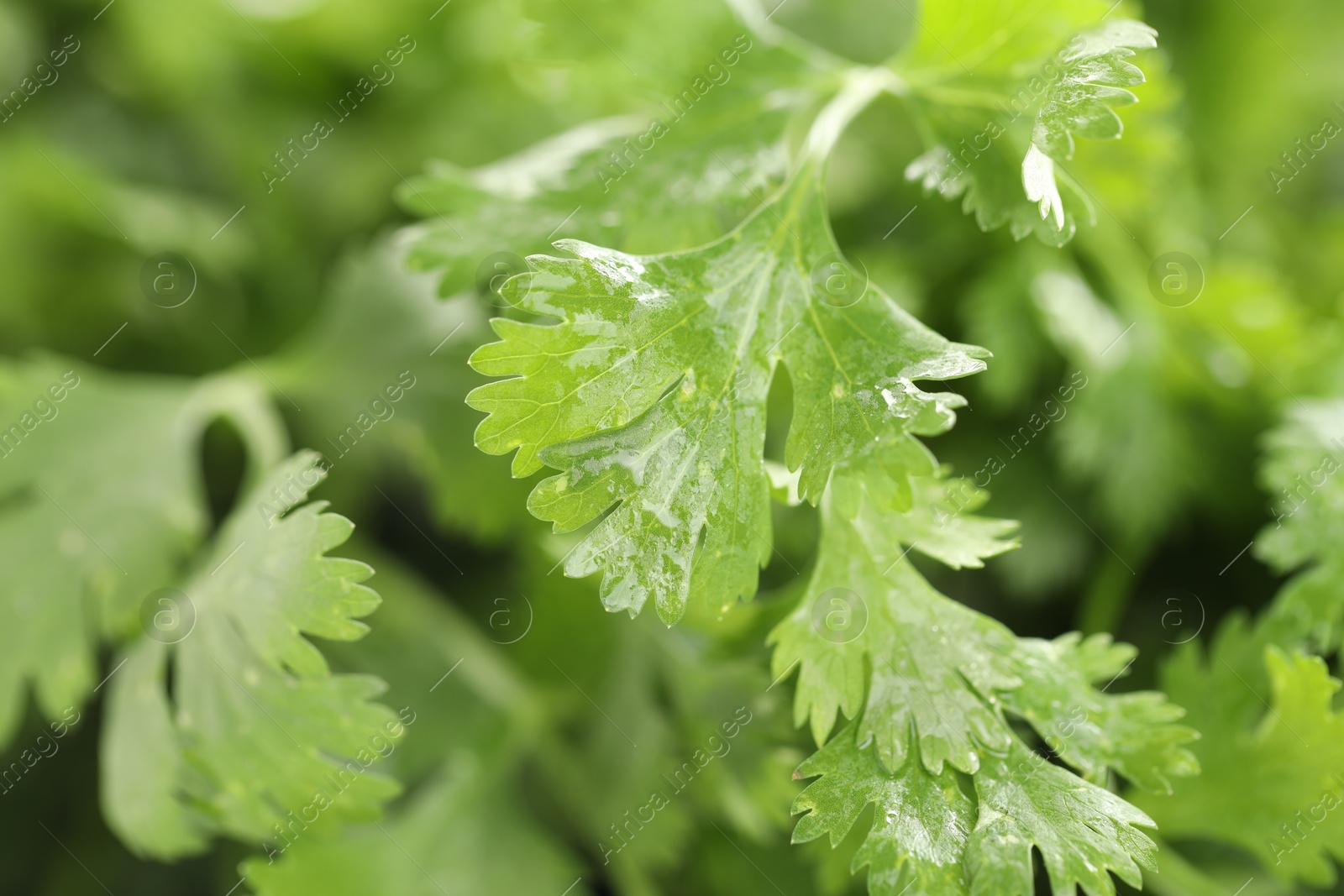 Wet cilantro leaves as background, macro view Photo of Wet cilantro leaves as background, macro view