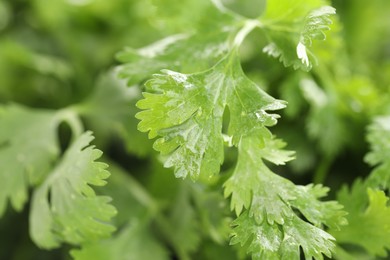 Photo of Wet cilantro leaves as background, macro view