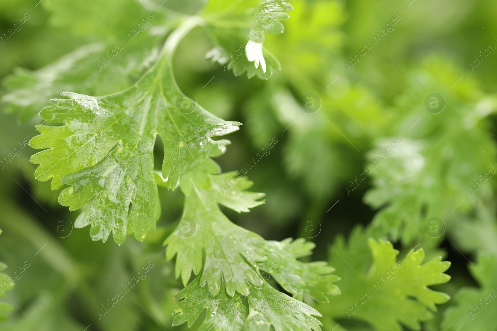 Wet cilantro leaves as background, macro view Photo of Wet cilantro leaves as background, macro view