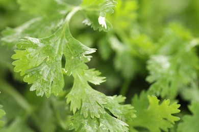 Photo of Wet cilantro leaves as background, macro view