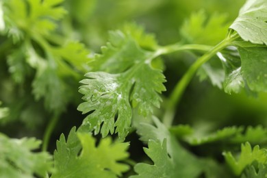 Photo of Wet cilantro leaves as background, macro view