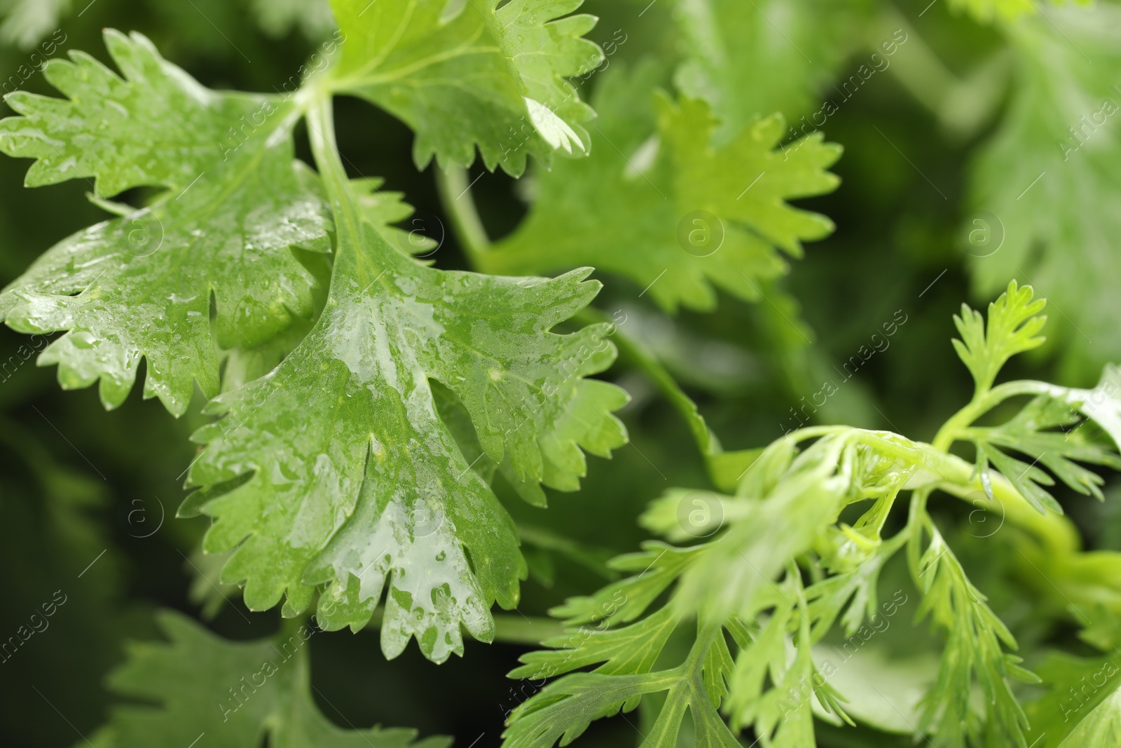 Wet cilantro leaves as background, macro view Photo of Wet cilantro leaves as background, macro view