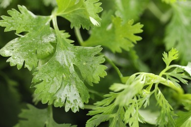 Photo of Wet cilantro leaves as background, macro view