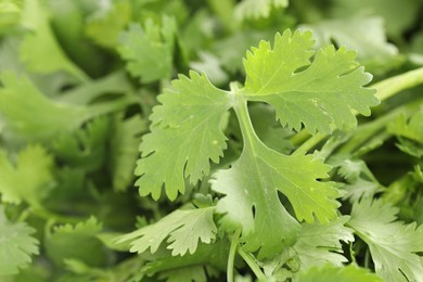 Photo of Fresh cilantro leaves as background, macro view