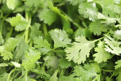 Photo of Fresh cilantro leaves as background, macro view