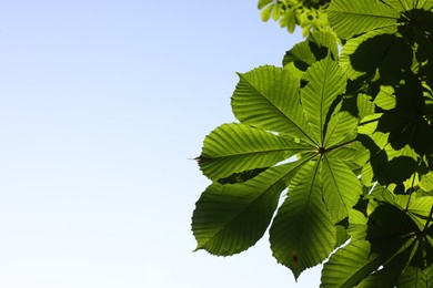 Photo of Chestnut tree branch with green leaves outdoors, bottom view. Space for text