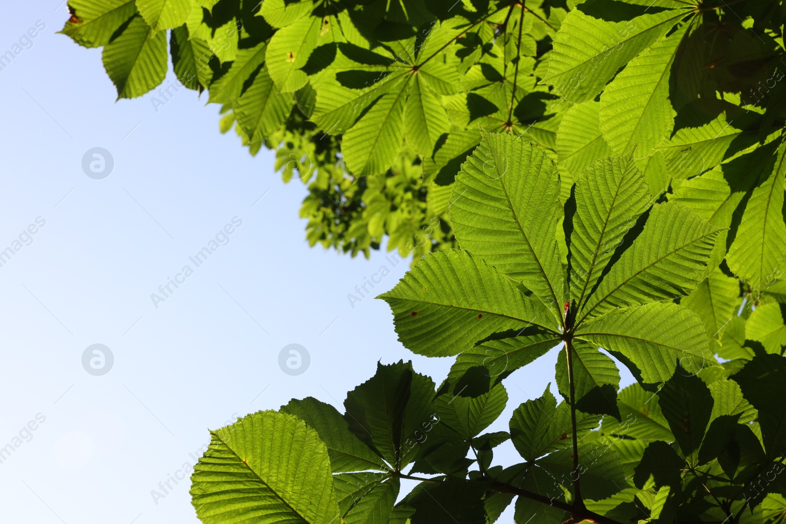 Chestnut tree branches with green leaves outdoors, bottom view. Space for text Photo of Chestnut tree branches with green leaves outdoors, bottom view. Space for text