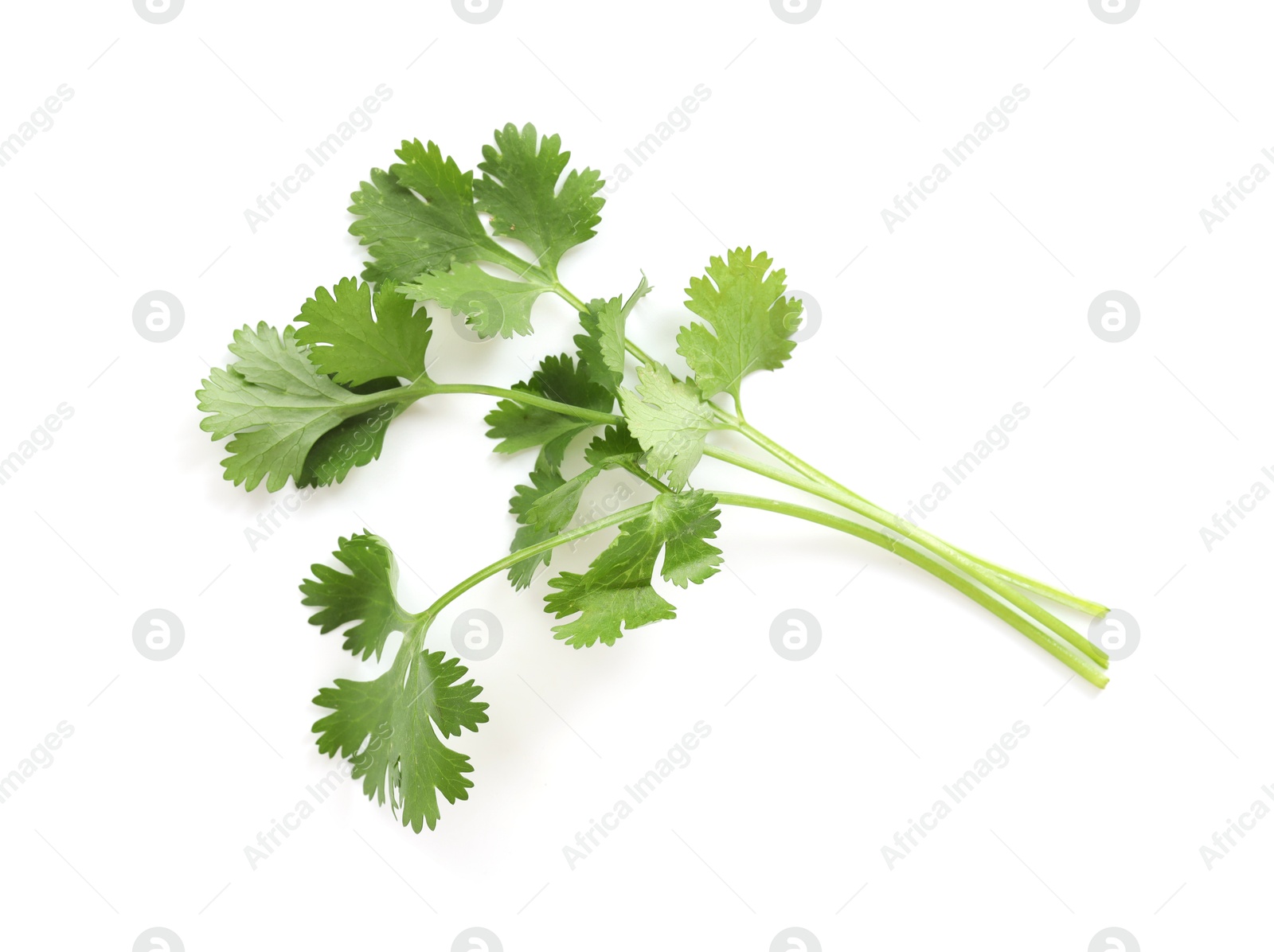 Fresh cilantro isolated on white, top view Photo of Fresh cilantro isolated on white, top view