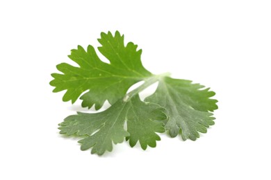 Photo of Fresh cilantro isolated on white. Aromatic condiment
