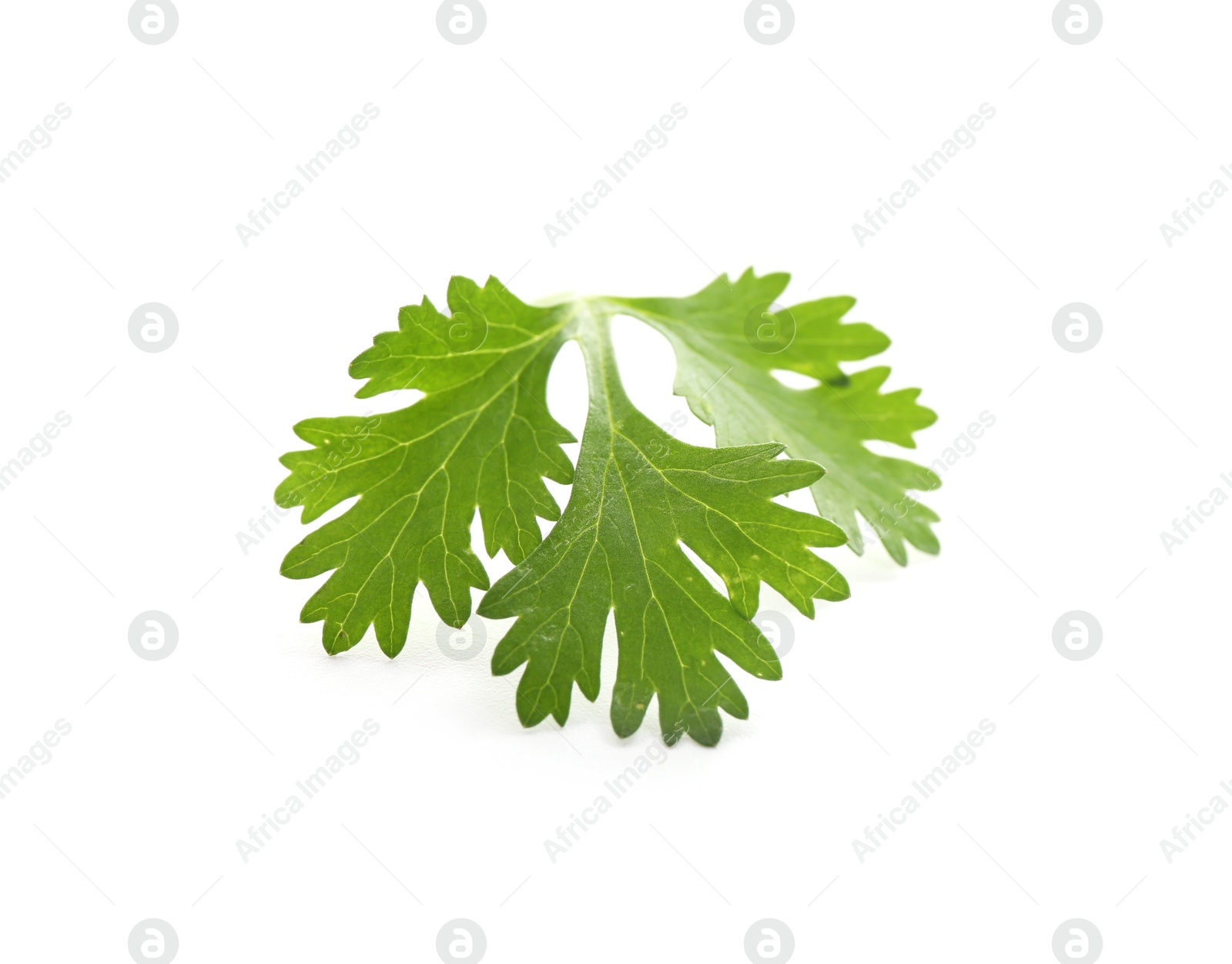Fresh cilantro sprig isolated on white. Aromatic condiment Photo of Fresh cilantro sprig isolated on white. Aromatic condiment