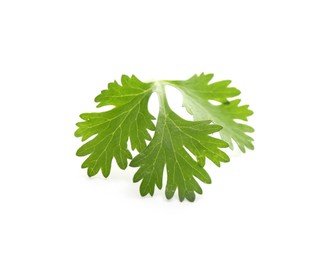 Photo of Fresh cilantro sprig isolated on white. Aromatic condiment