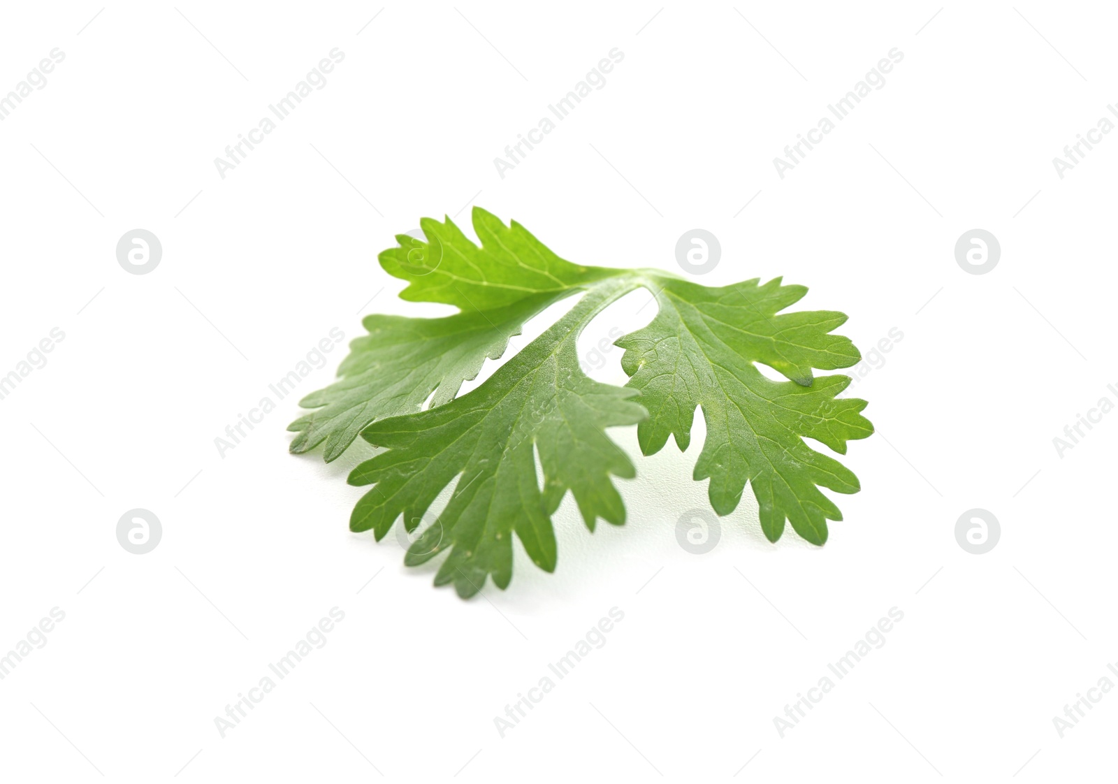 Fresh cilantro sprig isolated on white. Aromatic condiment Photo of Fresh cilantro sprig isolated on white. Aromatic condiment