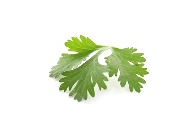 Photo of Fresh cilantro sprig isolated on white. Aromatic condiment