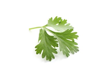 Photo of Fresh cilantro sprig isolated on white. Aromatic condiment