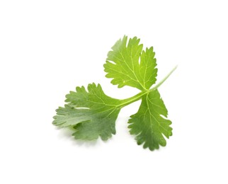 Photo of Fresh cilantro sprig isolated on white. Aromatic condiment