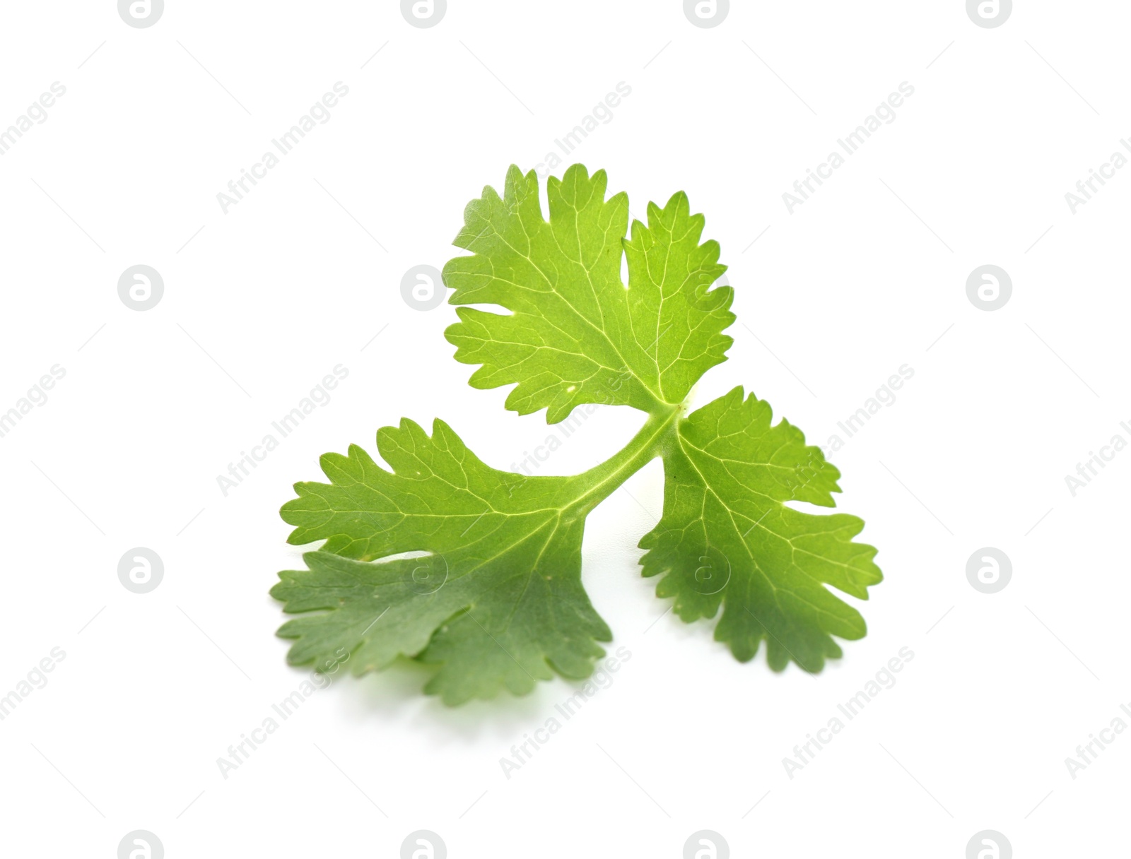Fresh cilantro sprig isolated on white. Aromatic condiment Photo of Fresh cilantro sprig isolated on white. Aromatic condiment