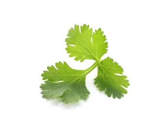 Photo of Fresh cilantro sprig isolated on white. Aromatic condiment