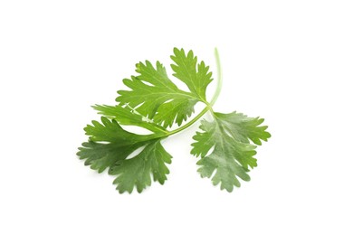 Photo of Fresh cilantro sprig isolated on white. Aromatic condiment