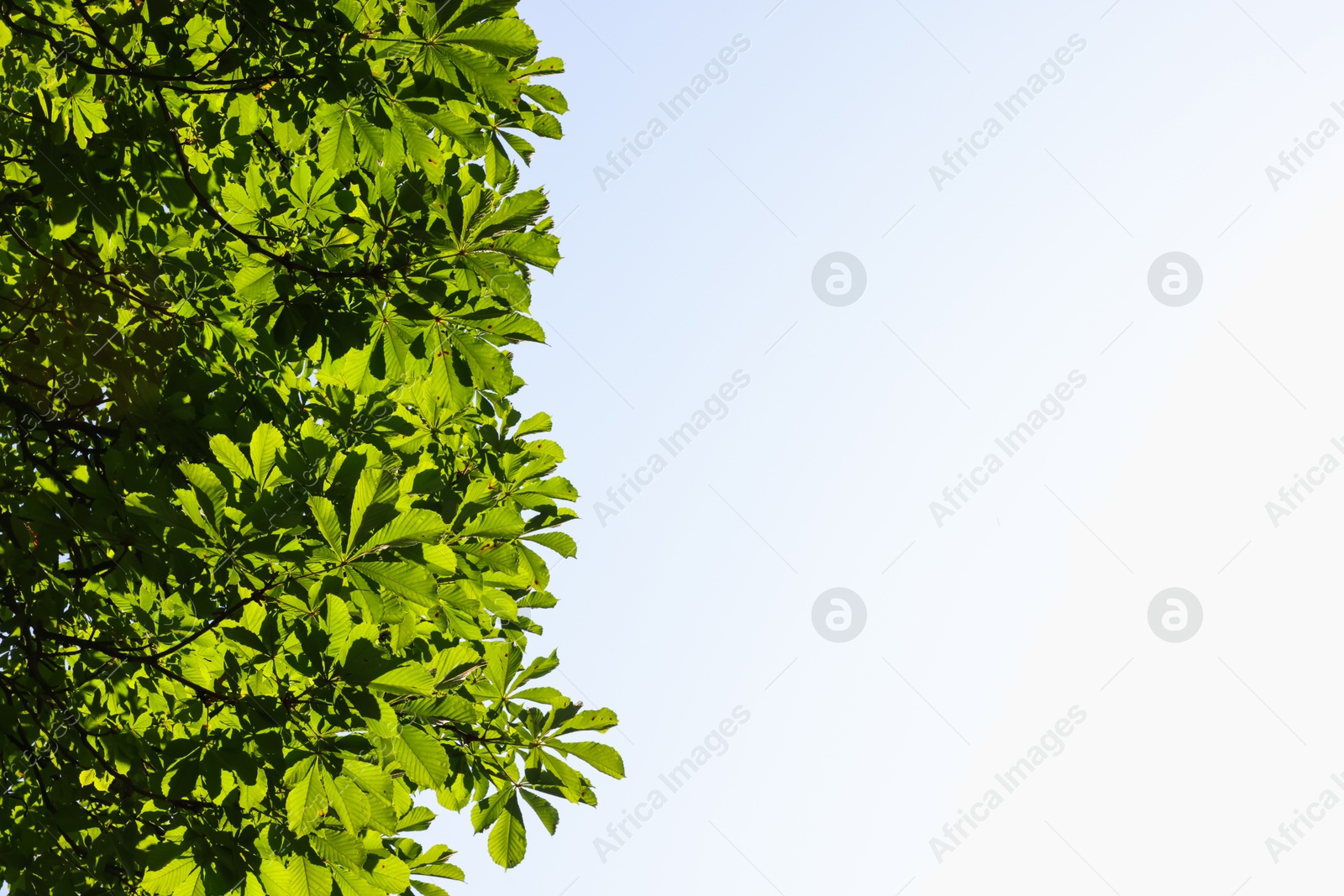 Chestnut tree branches with green leaves outdoors, bottom view. Space for text Photo of Chestnut tree branches with green leaves outdoors, bottom view. Space for text