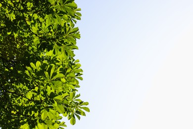 Photo of Chestnut tree branches with green leaves outdoors, bottom view. Space for text