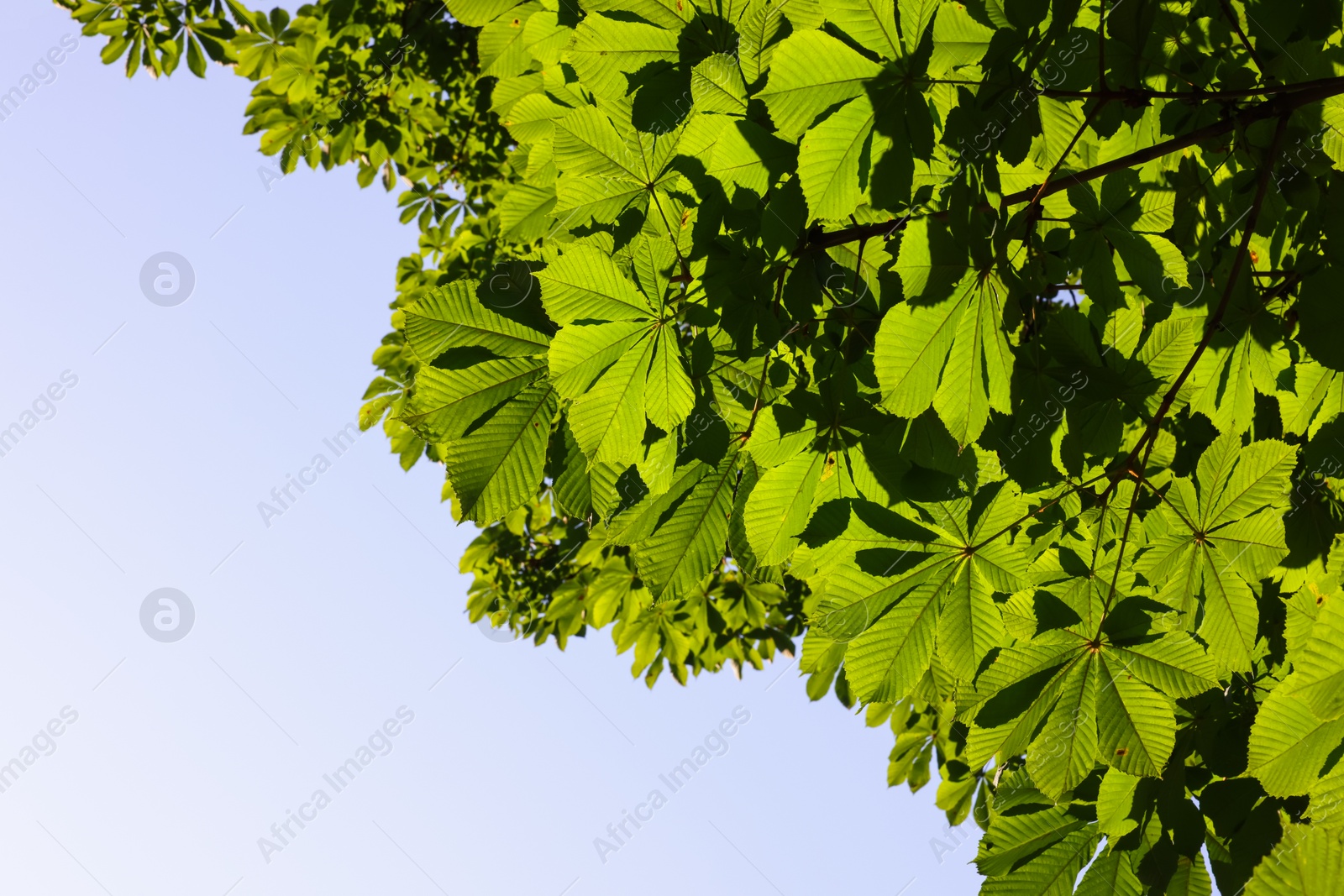 Chestnut tree branches with green leaves outdoors, bottom view. Space for text Photo of Chestnut tree branches with green leaves outdoors, bottom view. Space for text