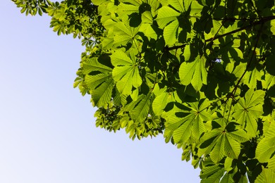 Photo of Chestnut tree branches with green leaves outdoors, bottom view. Space for text