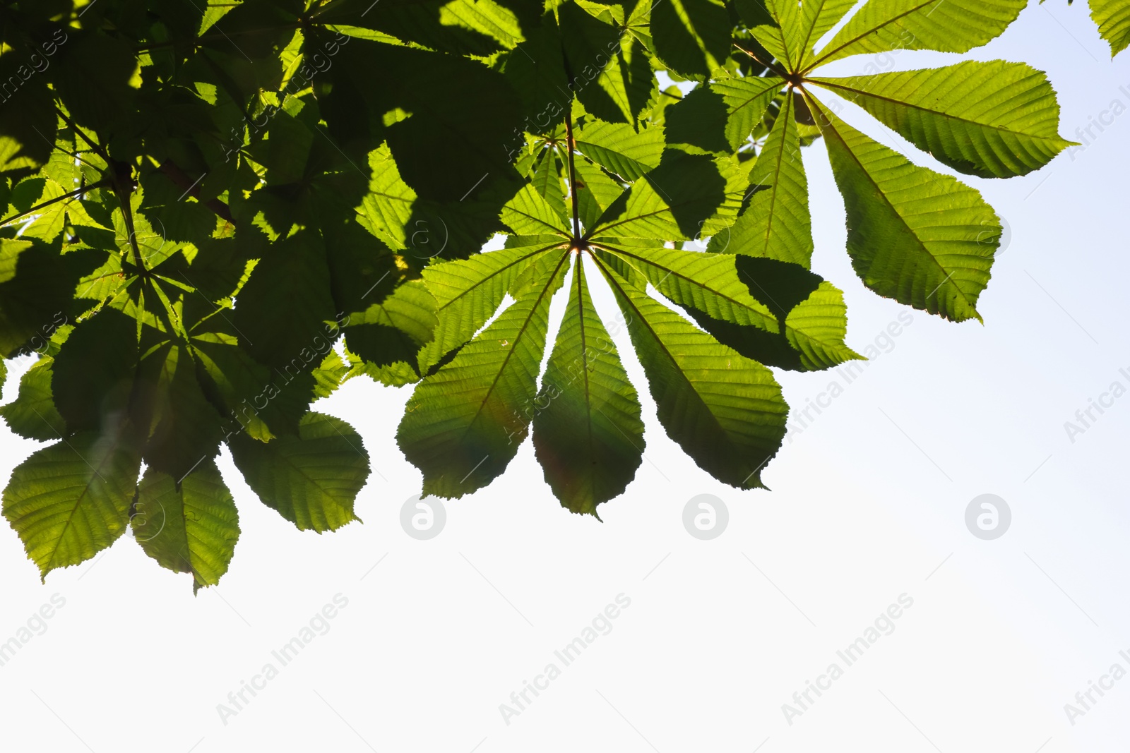 Chestnut tree branches with green leaves outdoors, bottom view. Space for text Photo of Chestnut tree branches with green leaves outdoors, bottom view. Space for text