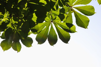 Photo of Chestnut tree branches with green leaves outdoors, bottom view. Space for text