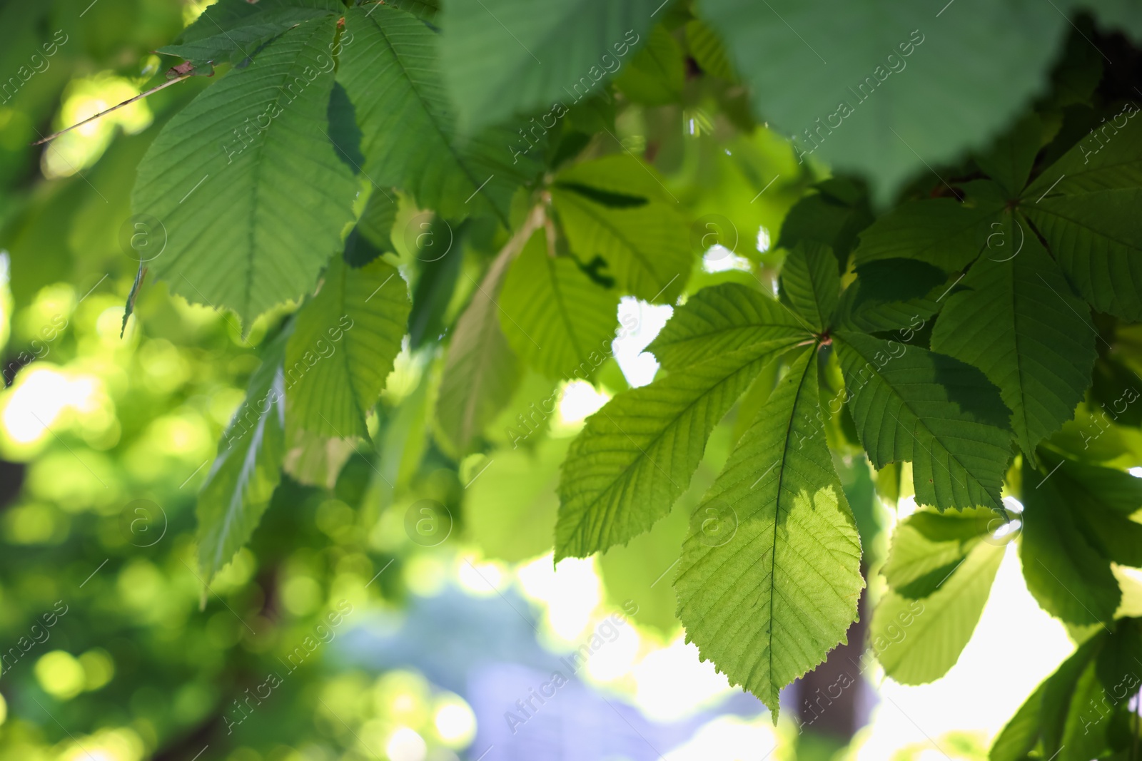 Chestnut tree branches with green leaves outdoors, closeup Photo of Chestnut tree branches with green leaves outdoors, closeup