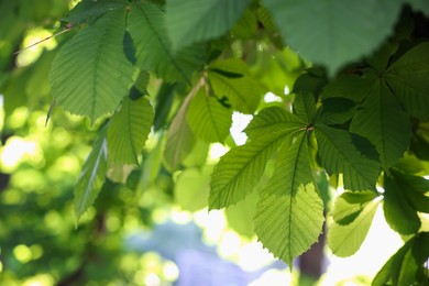 Photo of Chestnut tree branches with green leaves outdoors, closeup