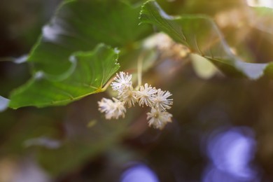 Photo of Linden tree branch with leaves and blooming flowers outdoors, closeup