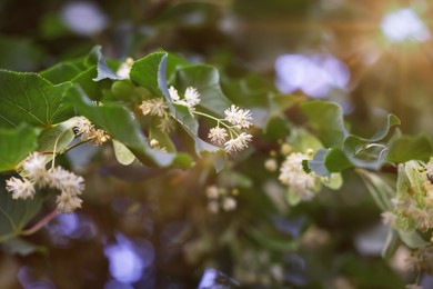 Photo of Linden tree branch with leaves and blooming flowers outdoors, closeup
