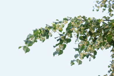 Photo of Linden tree branch with leaves and blooming flowers outdoors, closeup