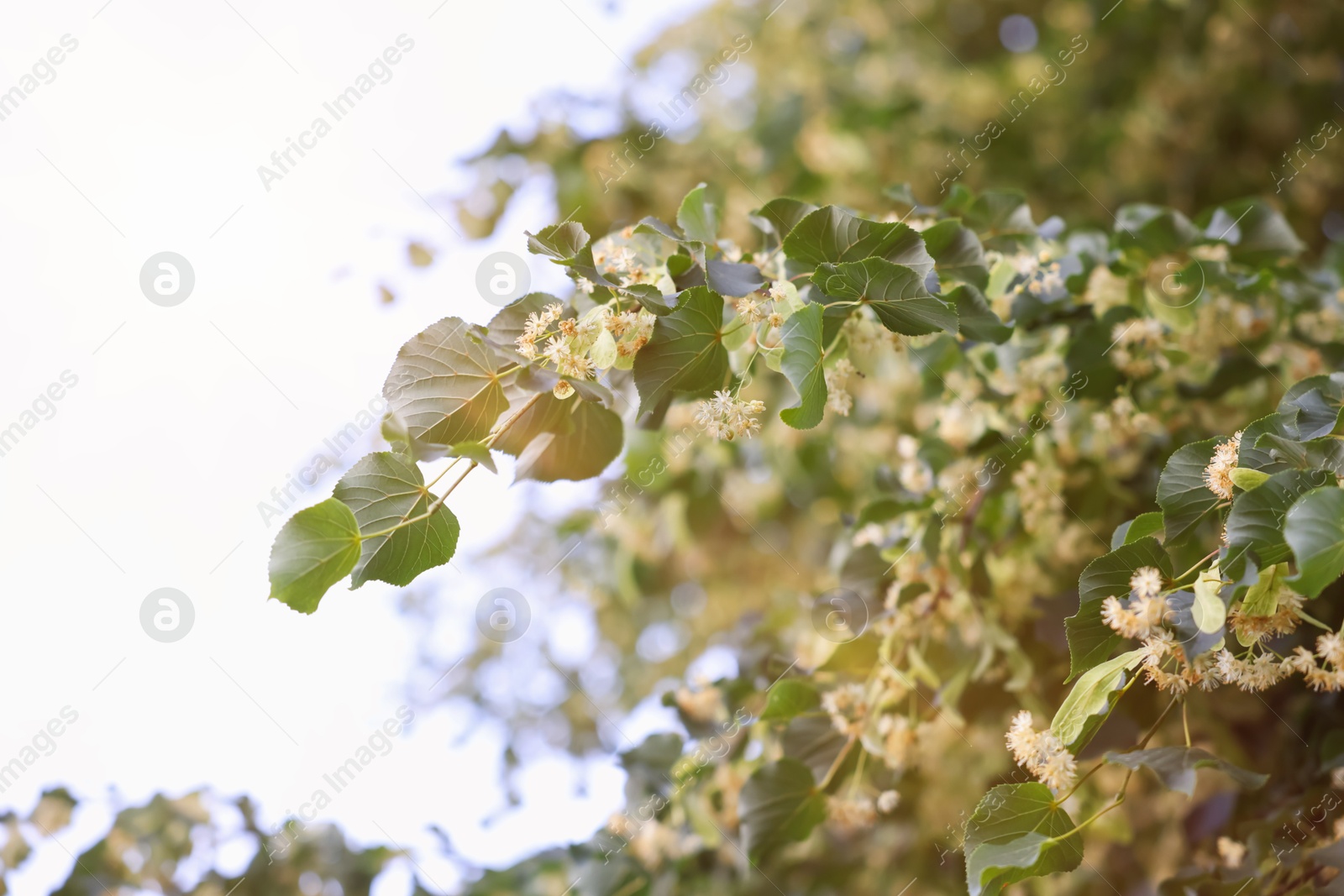 Linden tree branches with leaves and blooming flowers outdoors, closeup Photo of Linden tree branches with leaves and blooming flowers outdoors, closeup