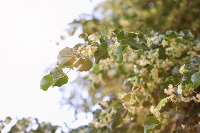 Photo of Linden tree branches with leaves and blooming flowers outdoors, closeup