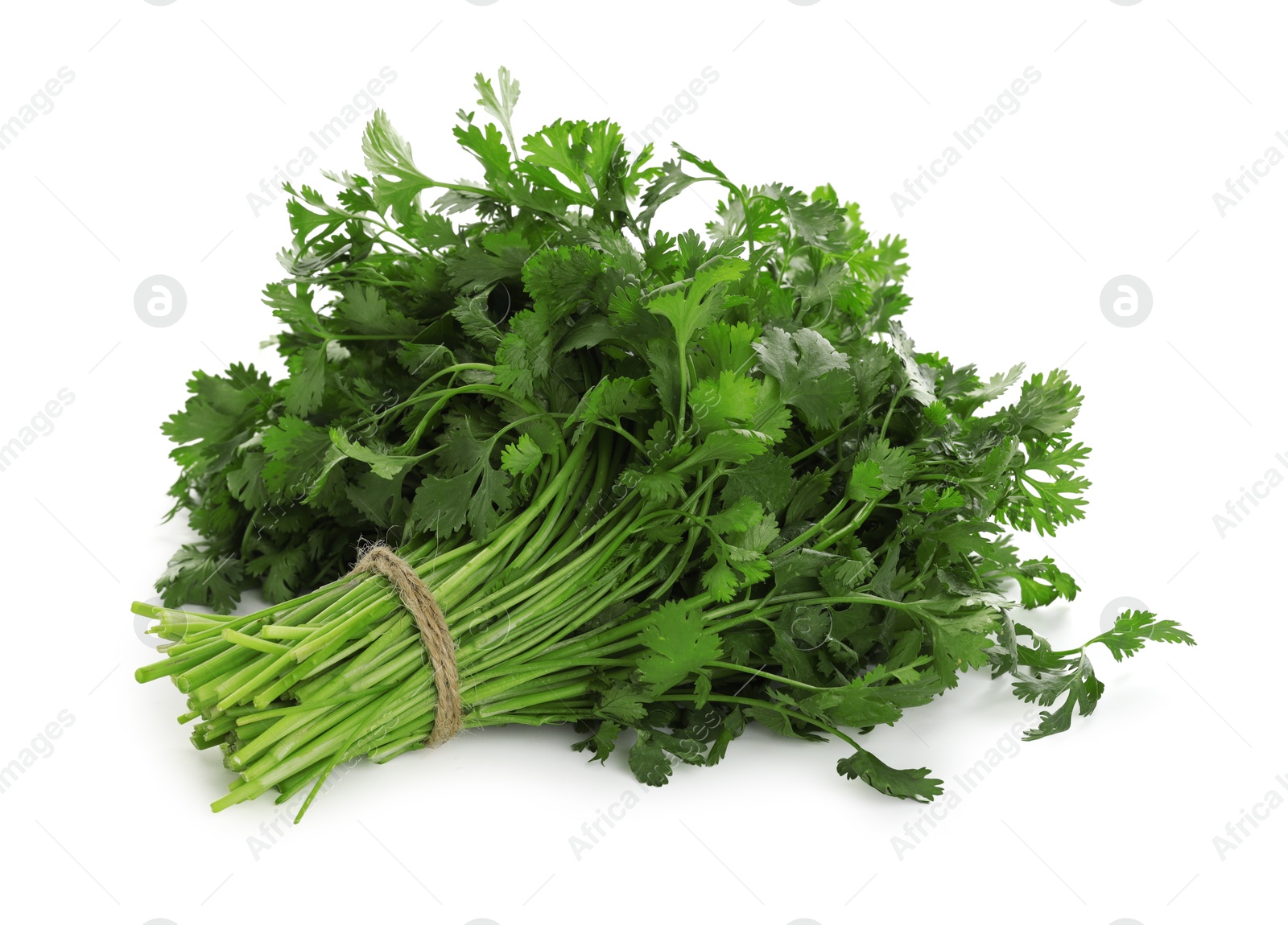 Bunch of fresh cilantro isolated on white Photo of Bunch of fresh cilantro isolated on white