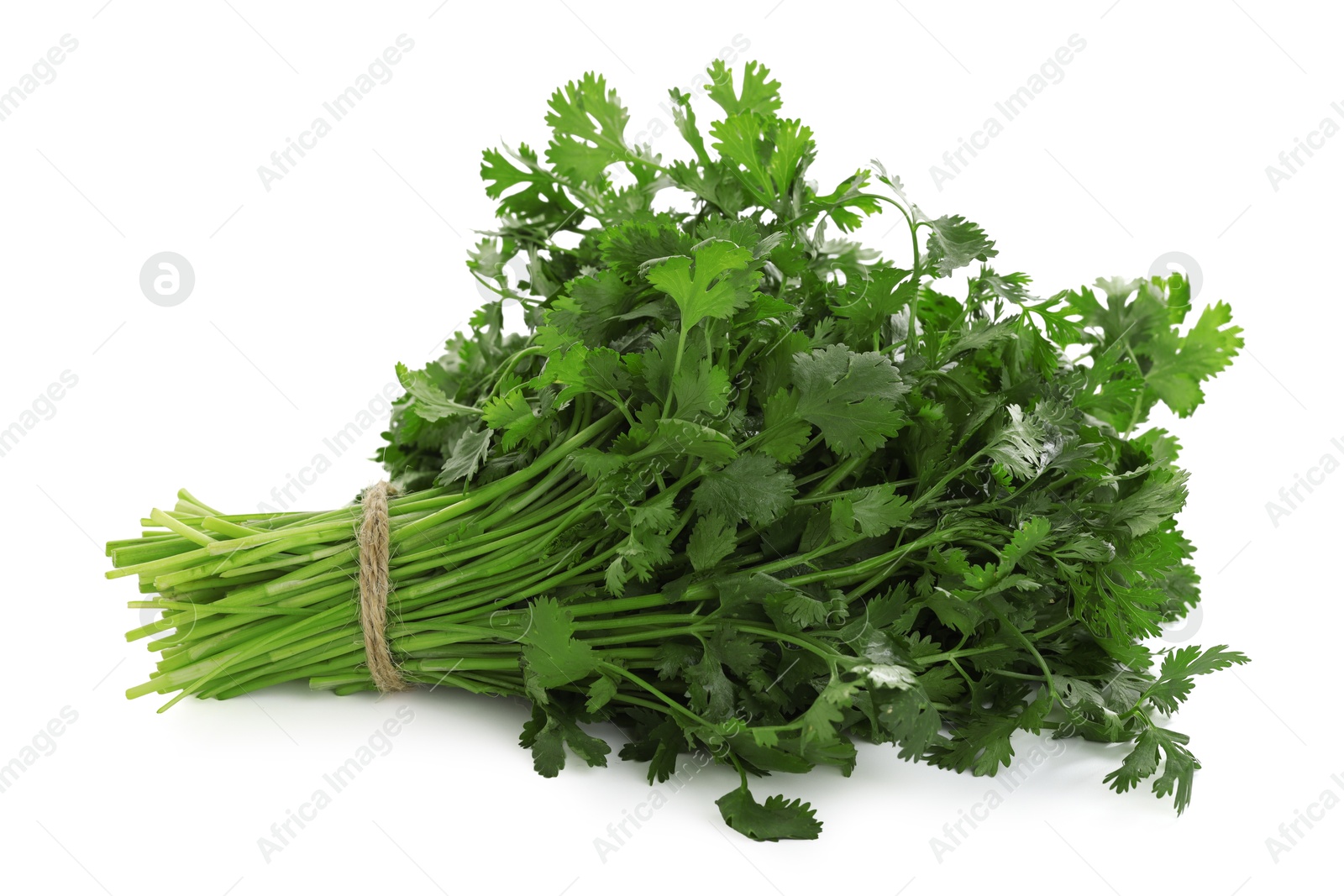 Bunch of fresh cilantro isolated on white Photo of Bunch of fresh cilantro isolated on white