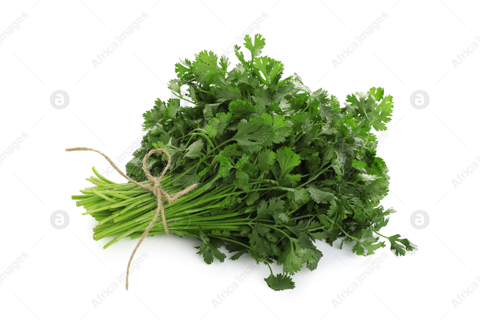 Bunch of fresh cilantro isolated on white Photo of Bunch of fresh cilantro isolated on white