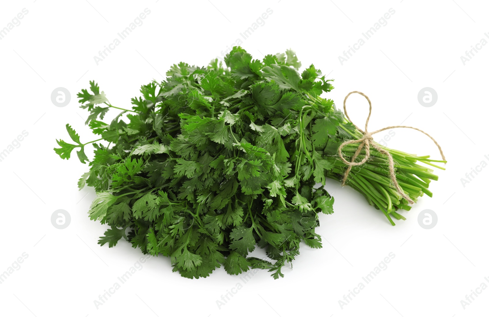 Bunch of fresh cilantro isolated on white Photo of Bunch of fresh cilantro isolated on white