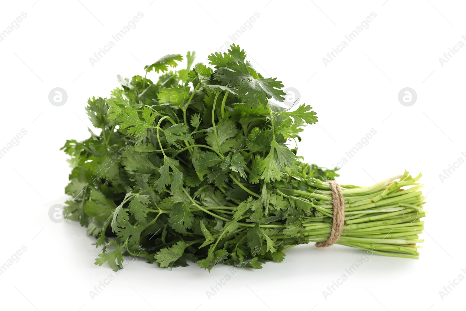 Bunch of fresh cilantro isolated on white Photo of Bunch of fresh cilantro isolated on white