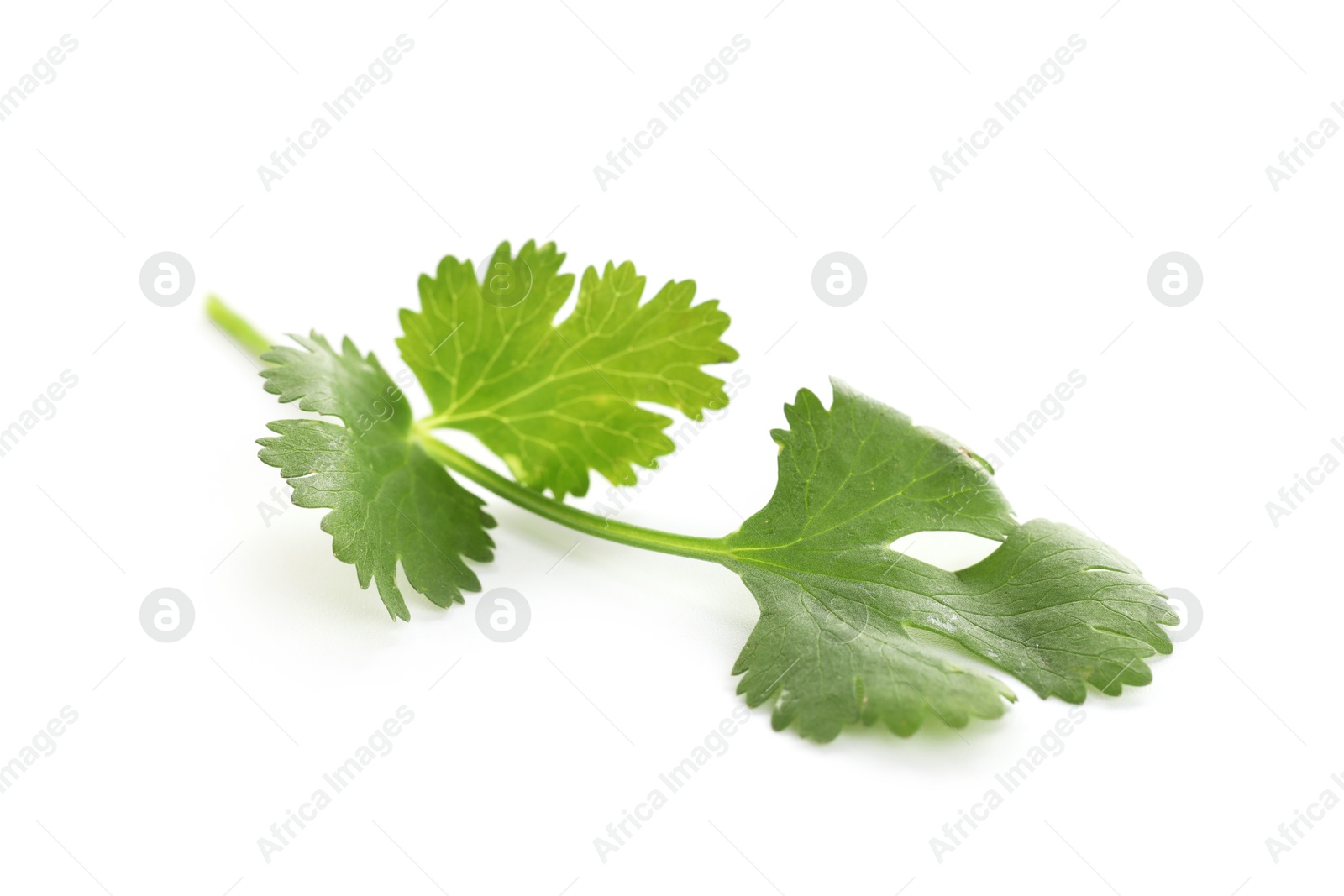 Fresh cilantro sprig isolated on white. Aromatic condiment Photo of Fresh cilantro sprig isolated on white. Aromatic condiment