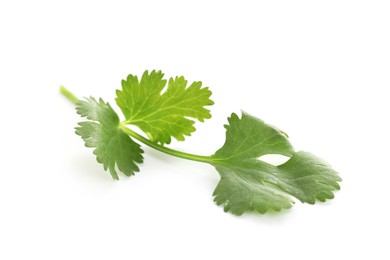 Photo of Fresh cilantro sprig isolated on white. Aromatic condiment