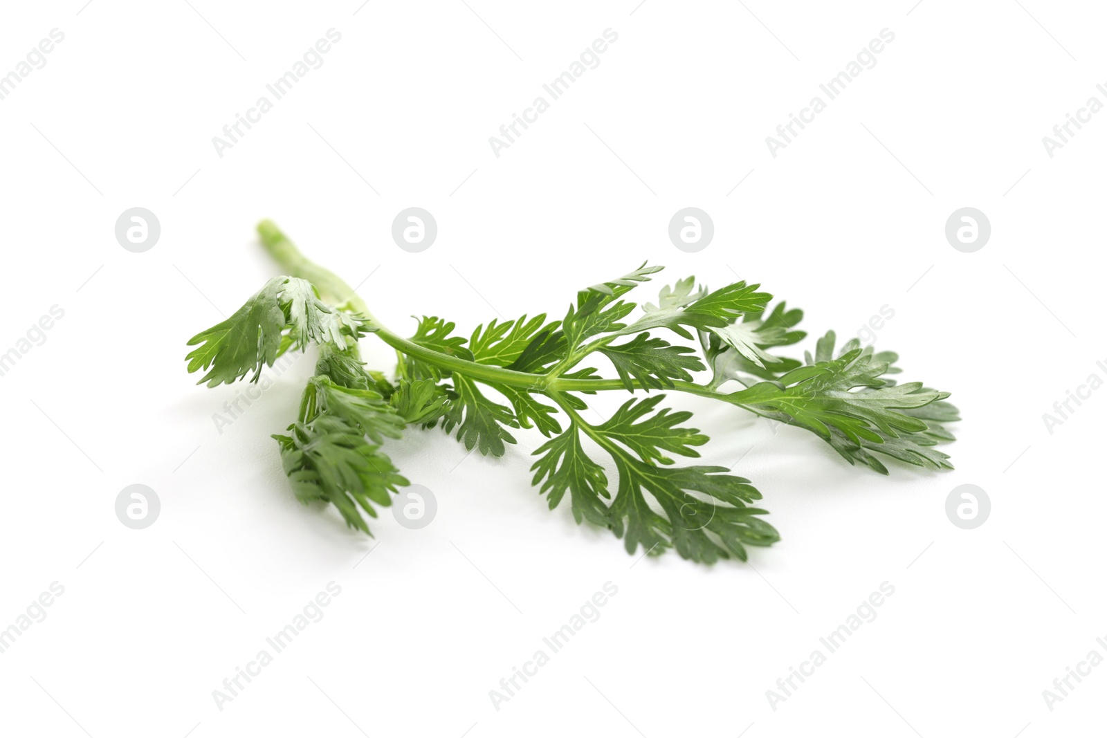 Fresh cilantro sprig isolated on white. Aromatic condiment Photo of Fresh cilantro sprig isolated on white. Aromatic condiment