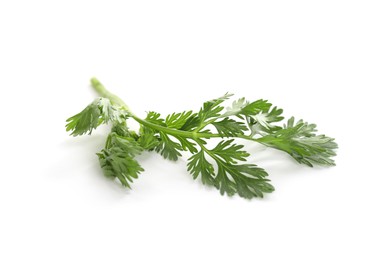 Photo of Fresh cilantro sprig isolated on white. Aromatic condiment