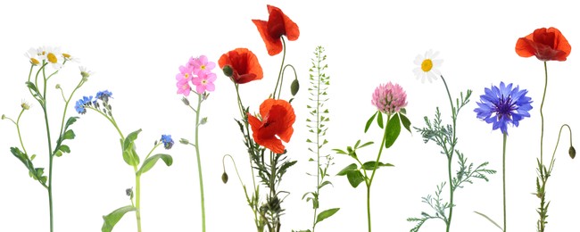 Image of Wildflowers on white background, set. Different blooming plants