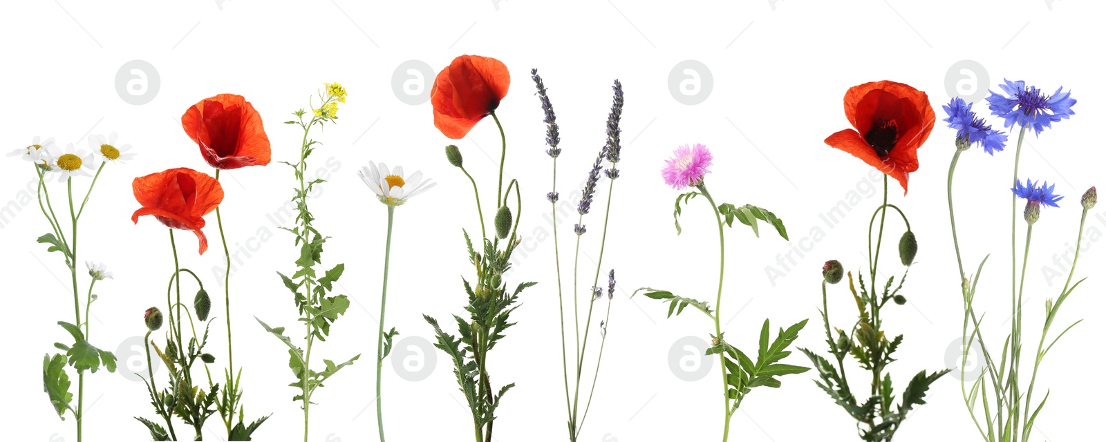 Wildflowers on white background, set. Different blooming plants Image of Wildflowers on white background, set. Different blooming plants