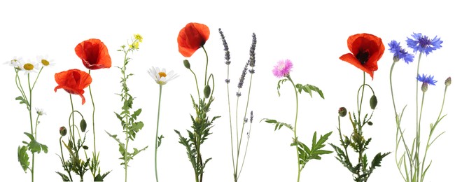 Image of Wildflowers on white background, set. Different blooming plants