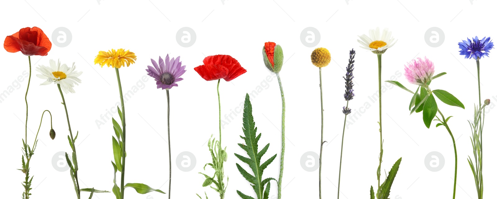 Image of Wildflowers on white background, set. Different blooming plants
