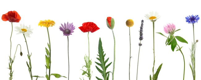 Image of Wildflowers on white background, set. Different blooming plants